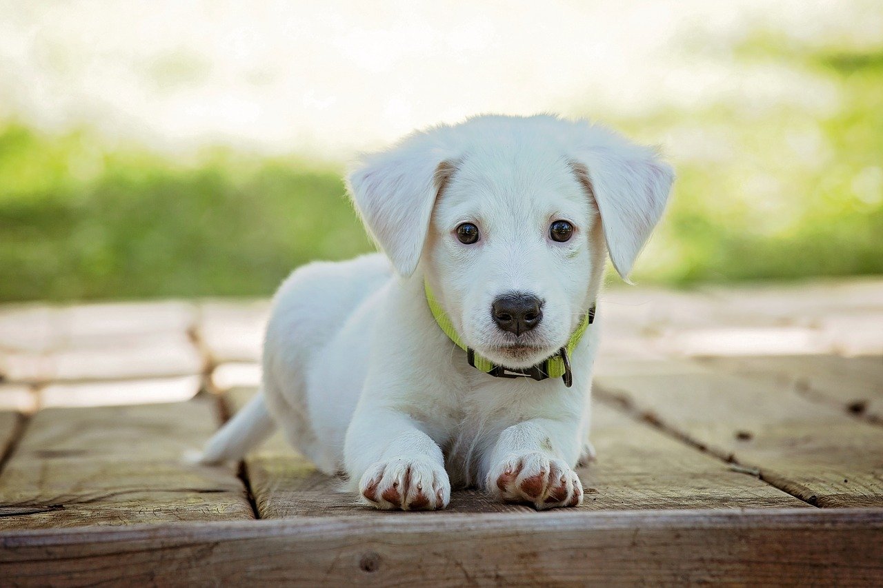 potty-training-problems-for-puppies-one-top-dog