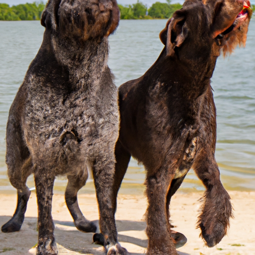 What Dogs Have Webbed Feet