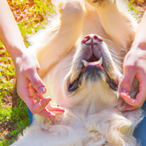 Why Do Dogs Love Belly Rubs