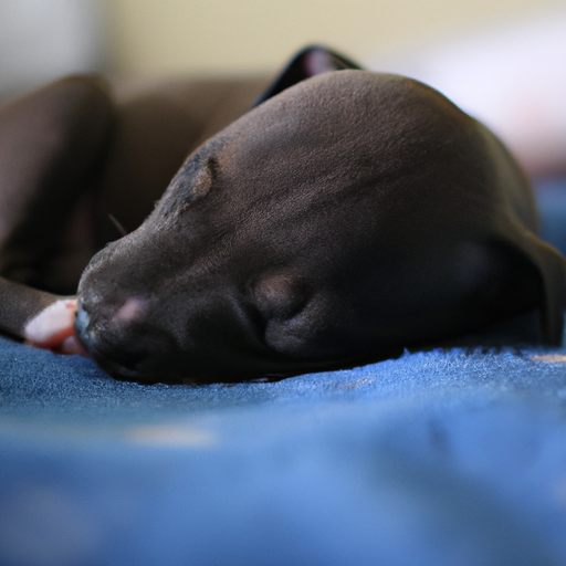 Chiot de 12 semaines respirant rapidement en dormant