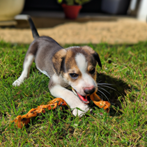 Cachorro de 3 meses: una guía completa para nuevos cuidadores