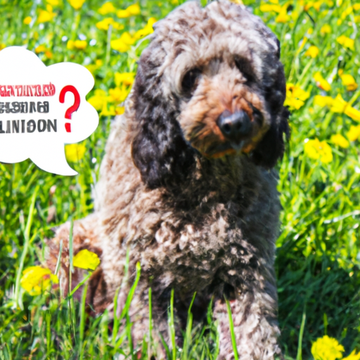 ¿Los labradoodles son hipoalergénicos?