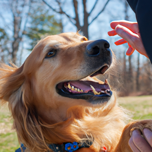 Meilleure façon de discipliner un chien