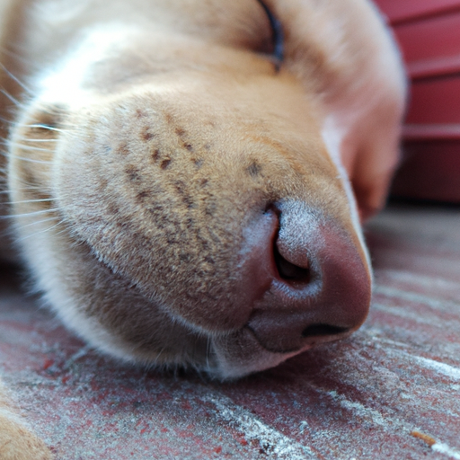 Do Dogs Breathe Fast When They Sleep?