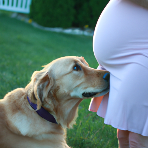 do-dogs-know-when-someone-is-pregnant-one-top-dog