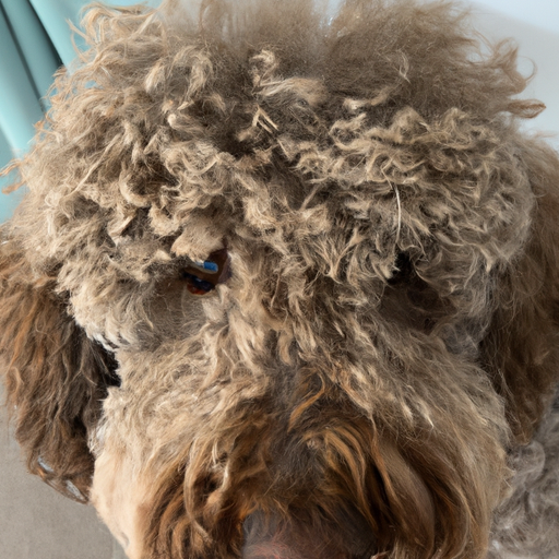 I Labradoodle perdono il pelo?