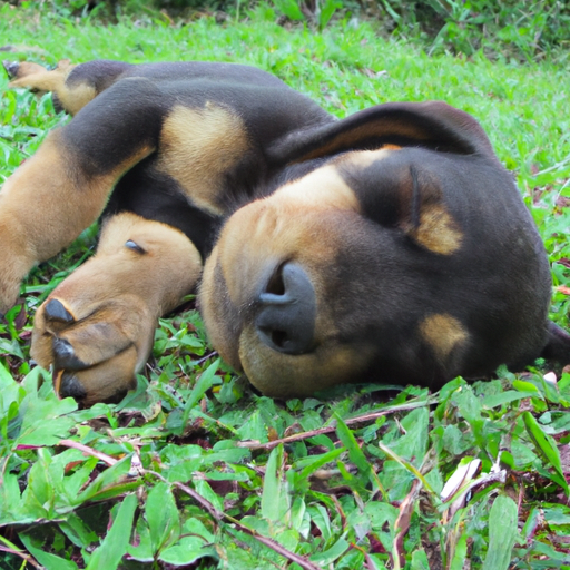 I cuccioli respirano velocemente quando dormono?