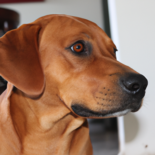 Perro gruñendo a la nada: comprensión del comportamiento canino