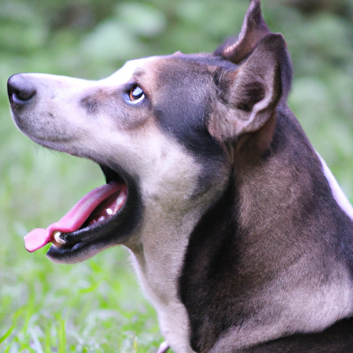 Perro que gruñe: comprender y responder a la comunicación canina