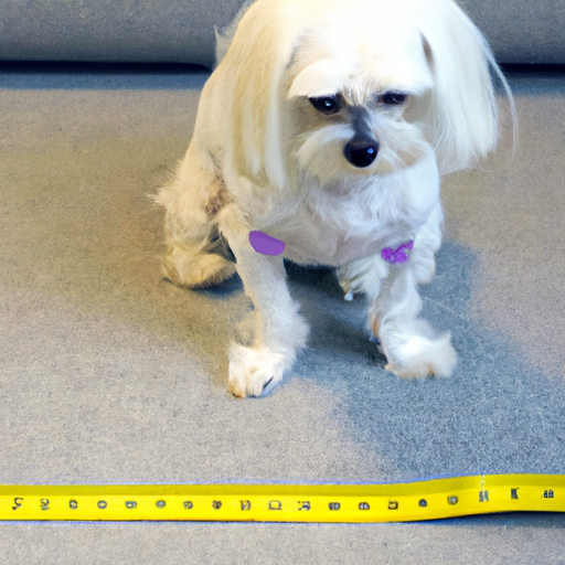 How Big are Maltese Dogs?