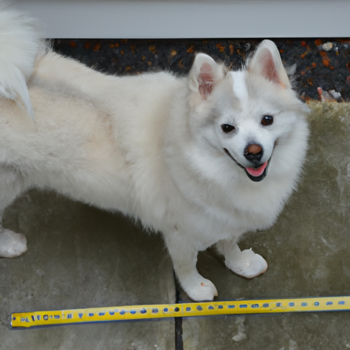 How Big Do American Eskimo Dogs Get?