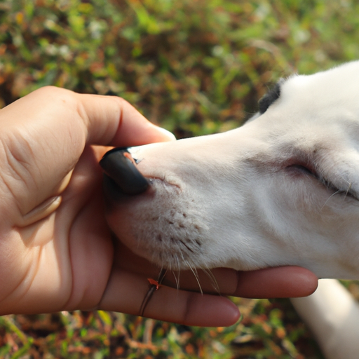 How Dogs Mark Their Owners