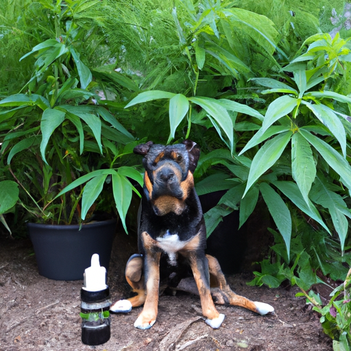 How Does CBD Help Dogs?