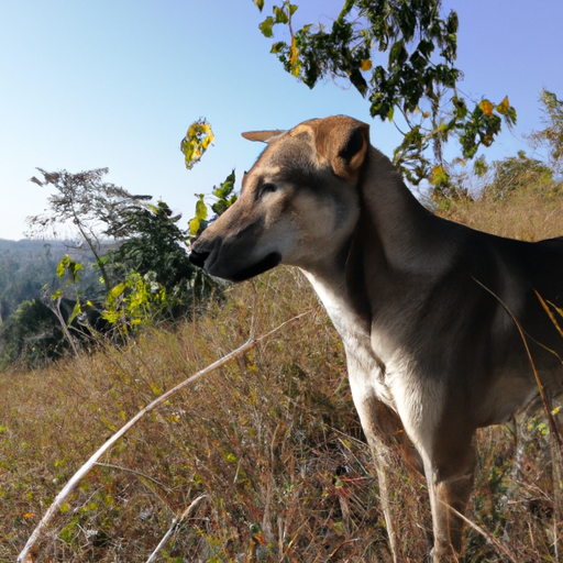 How Far Away Can Dogs Hear