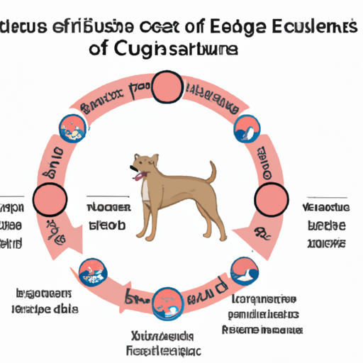 How Long Do Dogs Last On Their Period