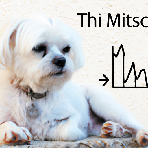 How Long Do Maltese Dogs Live?