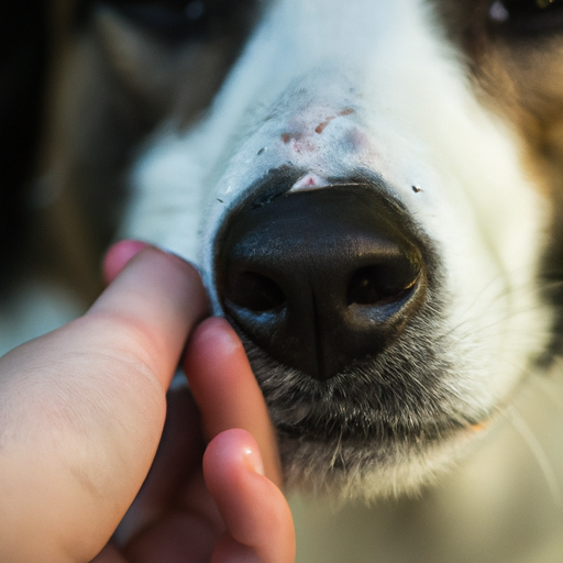 How Should a Dog’s Nose Feel?