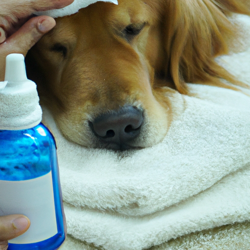 How to Clean Your Dog's Eyes One Top Dog