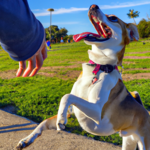 Cómo hacer que un perro venga a ti