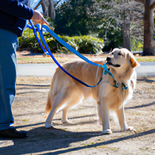 How to Train Dogs to Walk Beside You