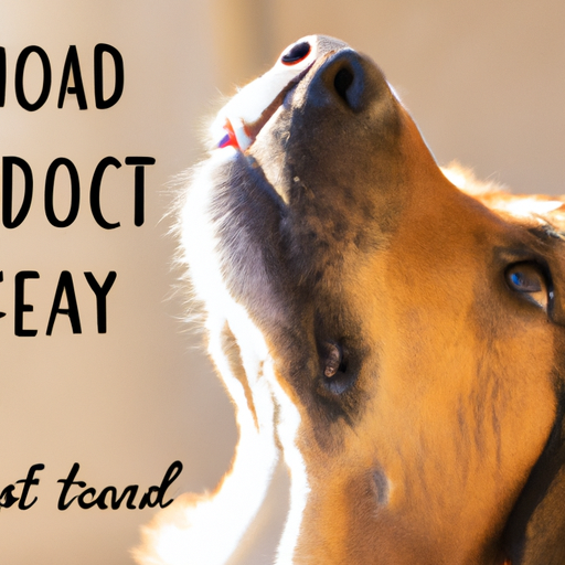 How to Treat a Dog's Dry Nose One Top Dog