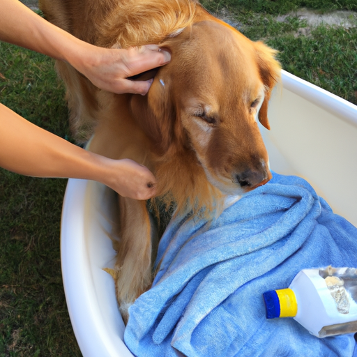 How to Wash a Dog’s Face