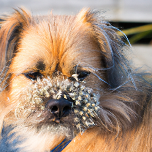 What Are Foxtails on Dogs?