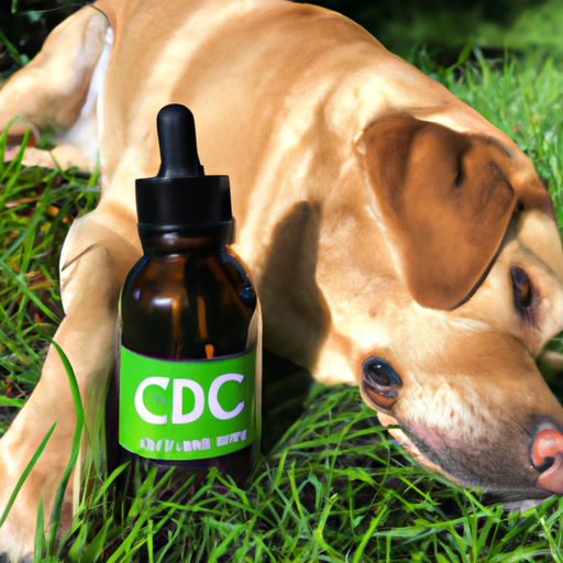 What is the Best CBD Oil for Dogs?