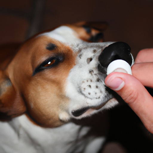 What to Put on Your Dog’s Nose When Dry