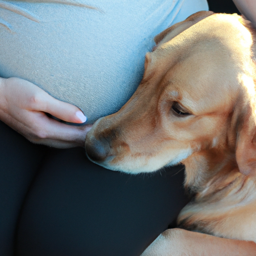 How Soon Can Dogs Sense You Re Pregnant