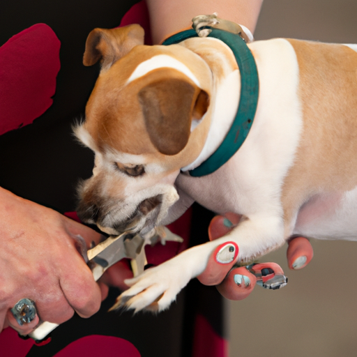 Where to Get Your Dog’s Nails Trimmed