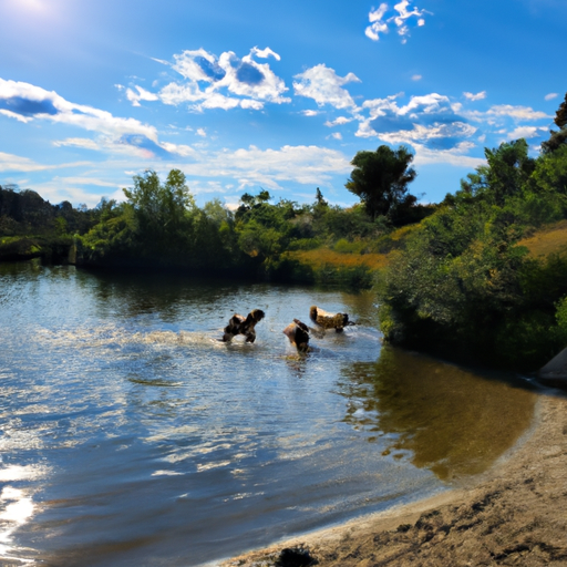 Where To Take Dogs Swimming