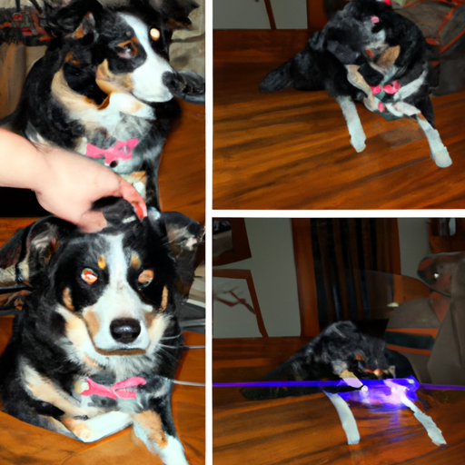 Why Are Laser Pointers Bad for Dogs But Not Cats?