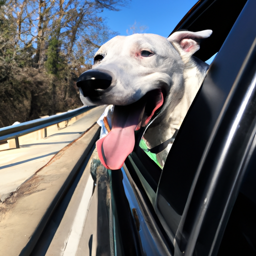 Why Do Dogs Like Car Rides?