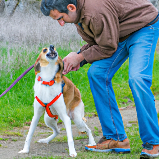 Why is My Dog Aggressive to Other Dogs on Walks?