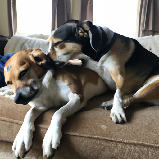 Why Is My Dog Licking My Other Dog’s Ears?