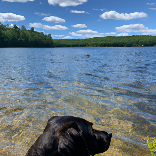 Les chiens savent-ils nager naturellement ?