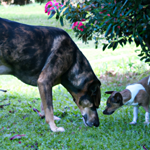 I cani maschi sanno quando una cagnolina è incinta?