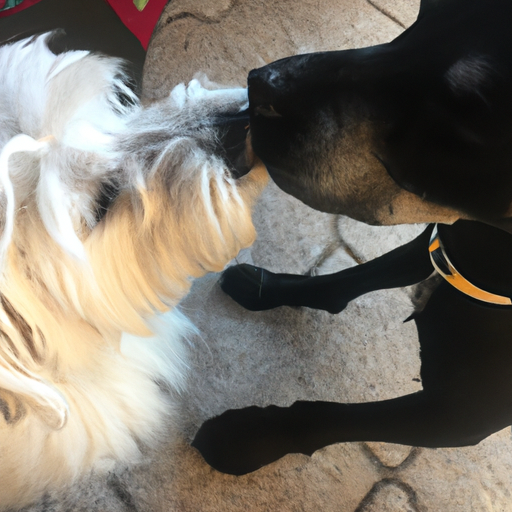 How Do Dogs Show Affection to Each Other? A Comprehensive Guide