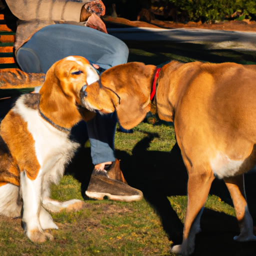 Come presentare i cani ad altri cani: la guida definitiva