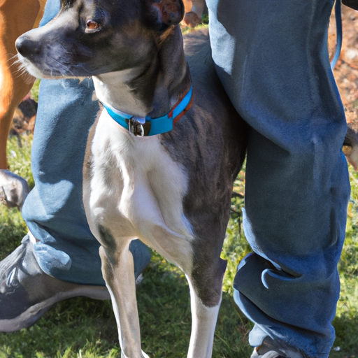 How to Stop Dogs from Peeing When Excited