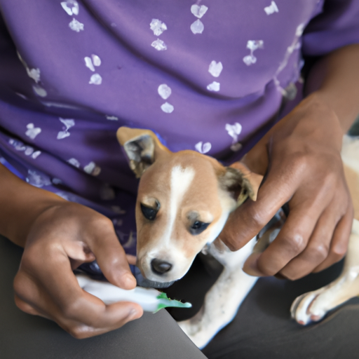 ¿A qué edad se pueden vacunar los perros contra la rabia? Una guía completa