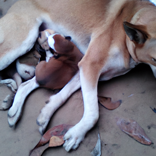 El intrincado proceso del nacimiento canino