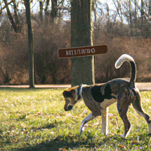 Why do Dogs Kick Their Feet After Pooping? One Top Dog